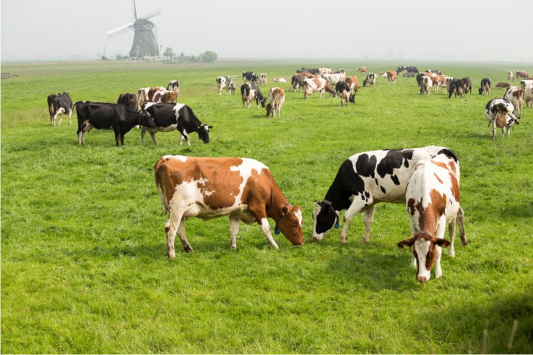 Afbeelding Weidende koe heeft voorkeur voor ureum-meststof