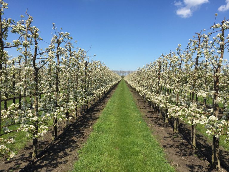 Afbeelding Fruitteelt winterlezing Willemstad