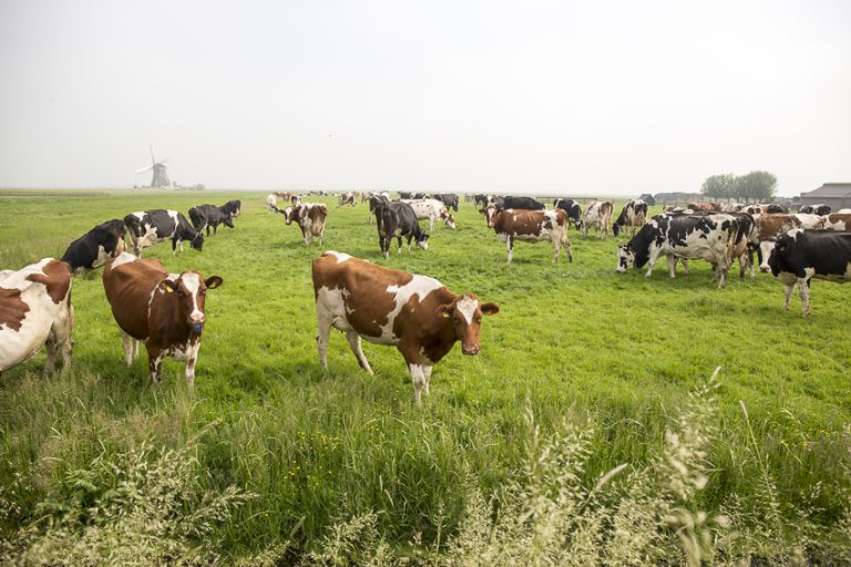 Afbeelding Eiwit van eigen grasland