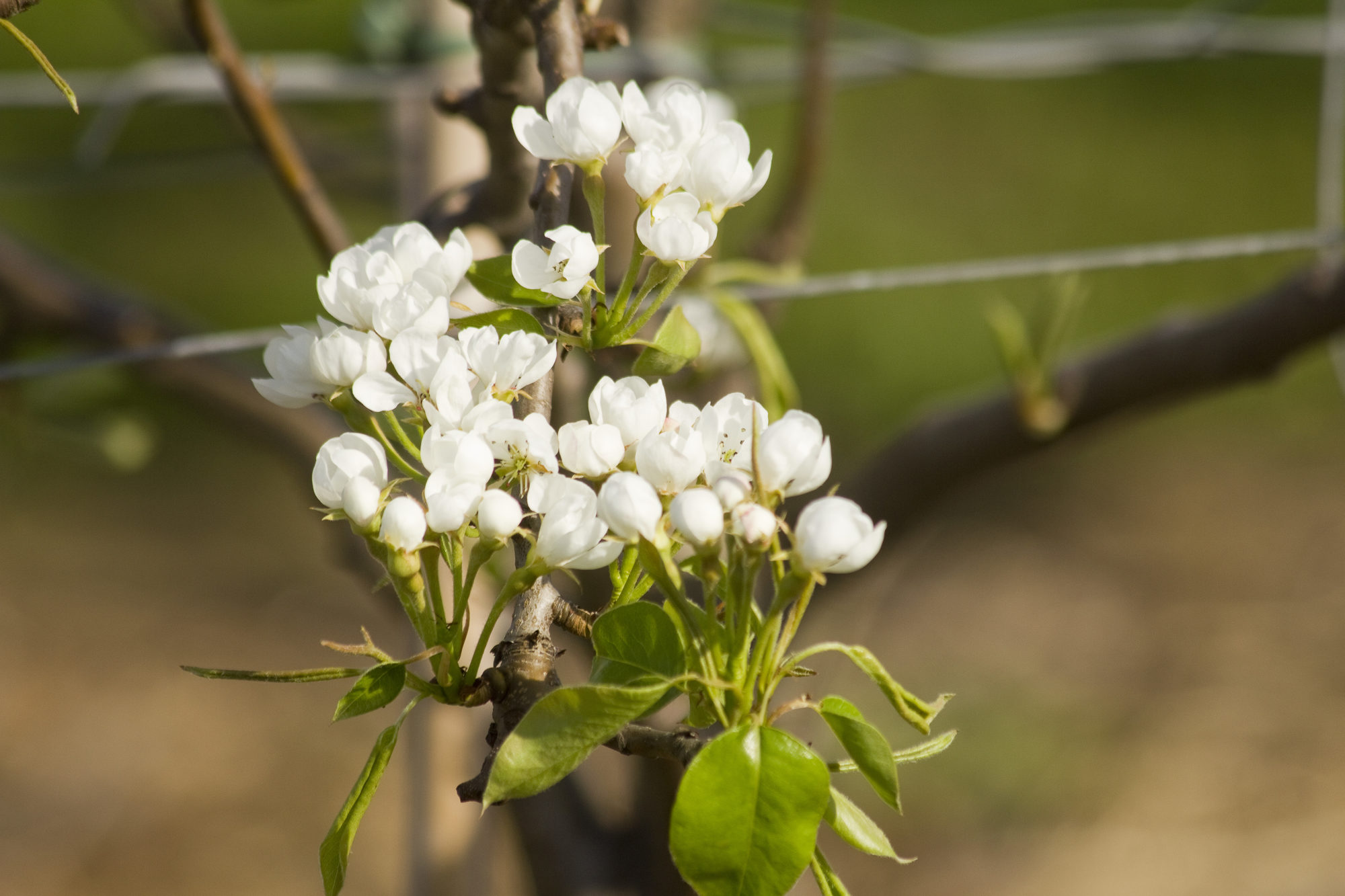 Afbeelding Prachtfruit – Vruchtzetting