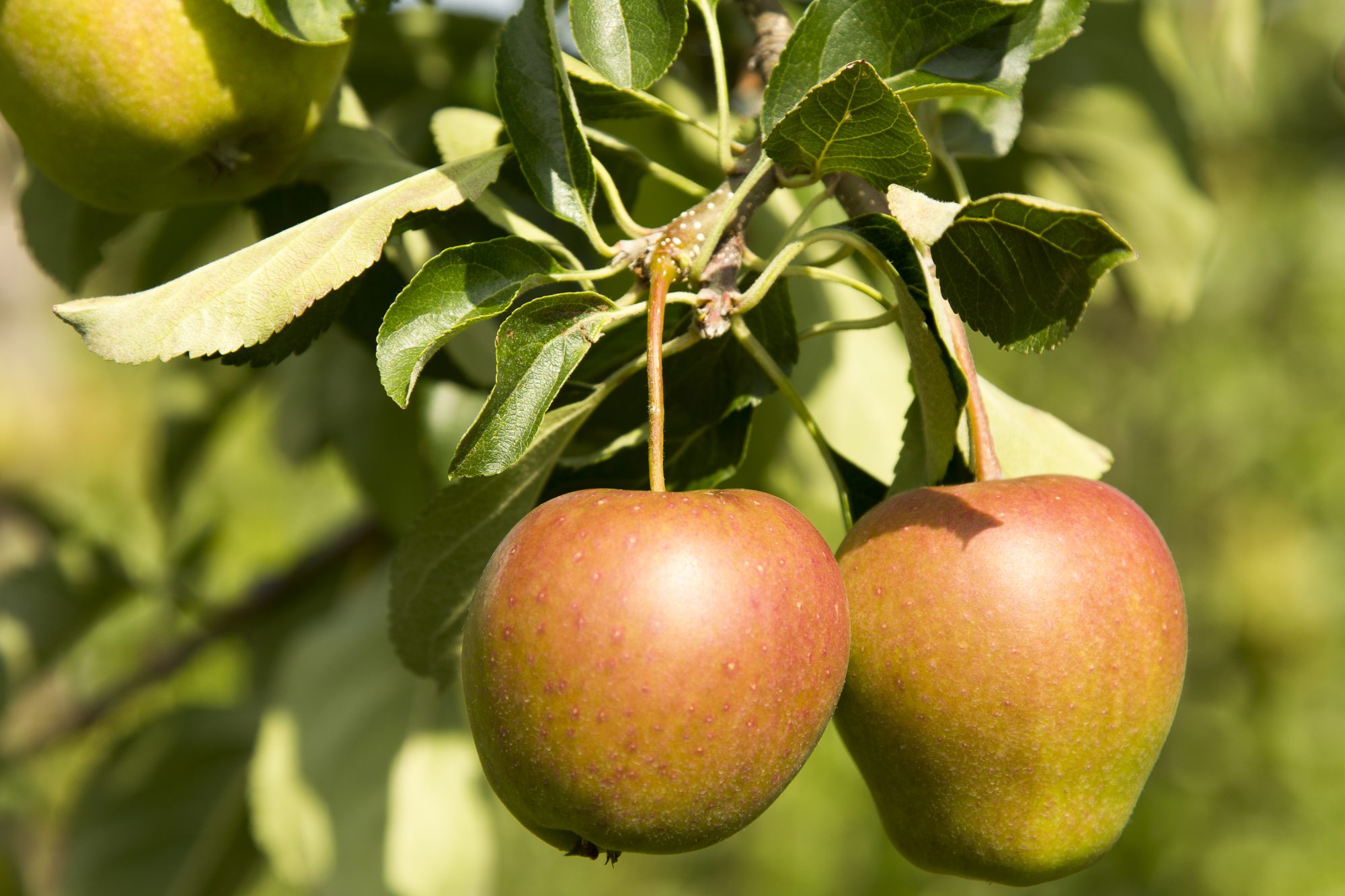 Afbeelding Kleuring bij appel