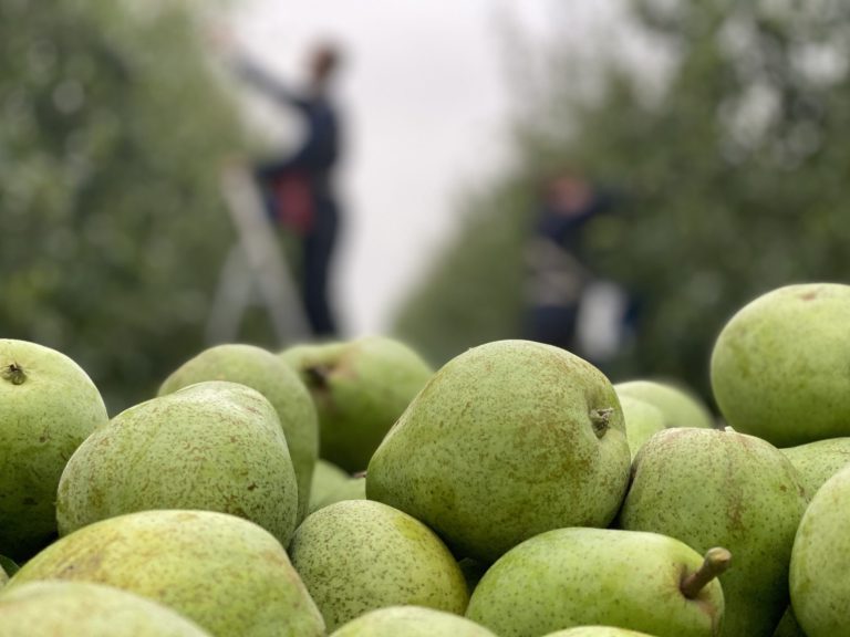 Afbeelding Fruitteelt winterlezing Heinkenszand