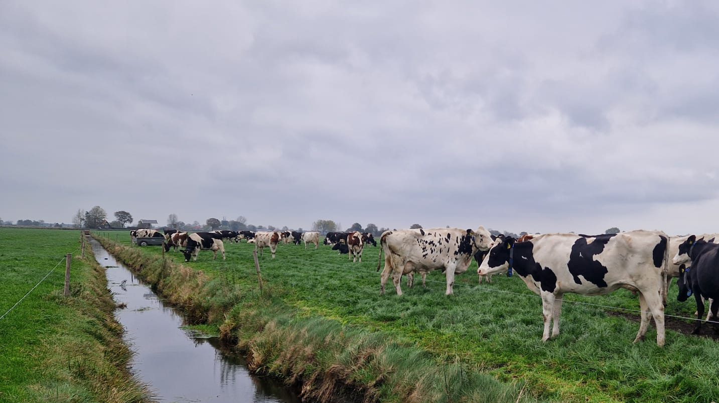 Afbeelding Kieskeurige koe keurt kunstmest bij beweiding