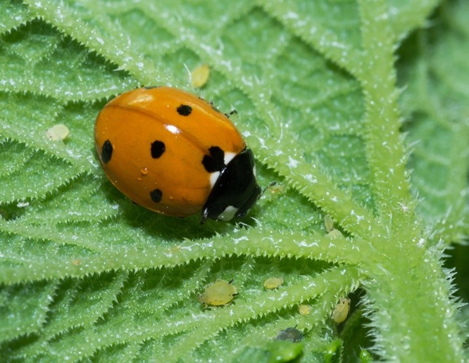 Afbeelding Folder biologische plaagbestrijding