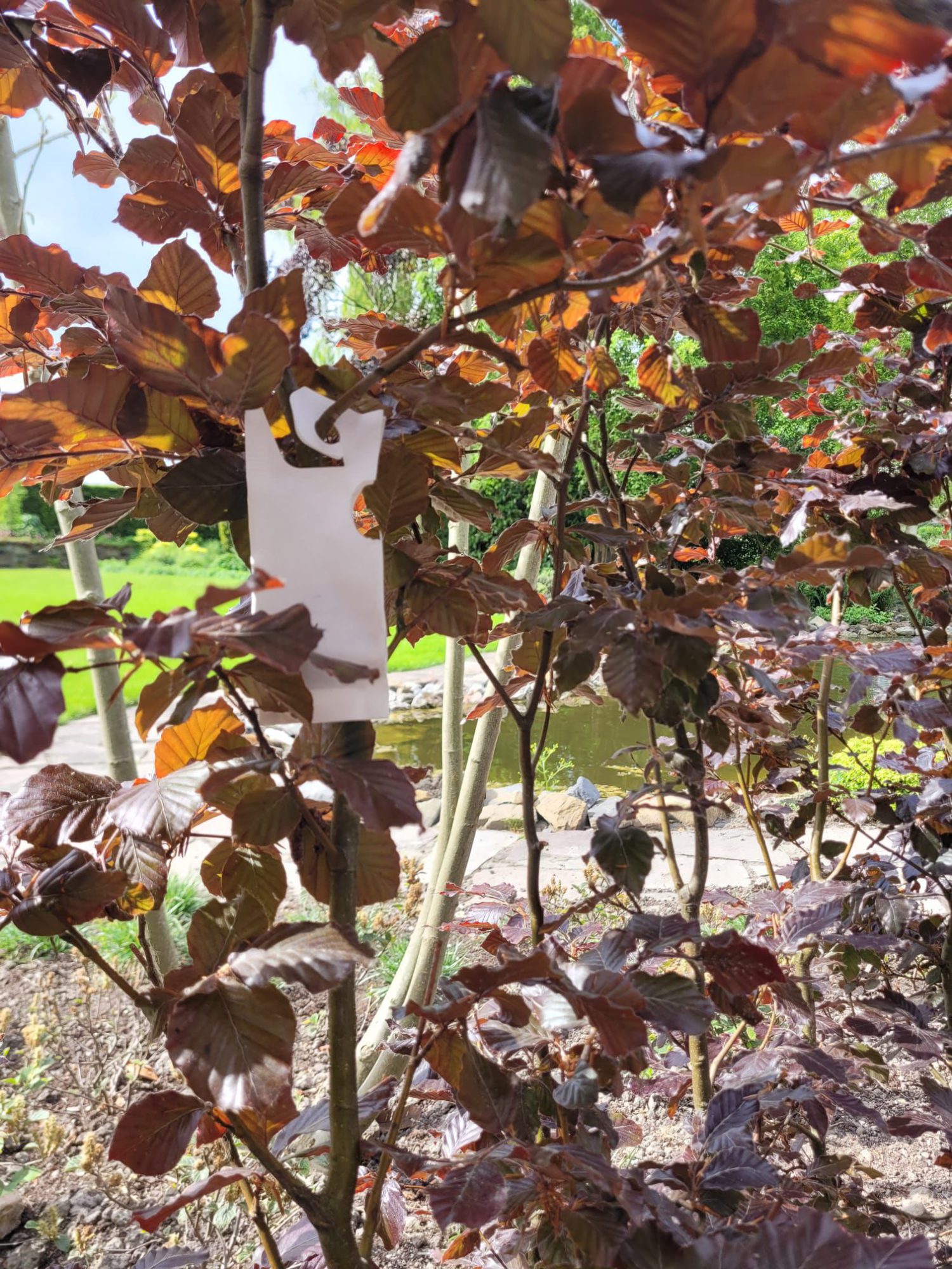 Afbeelding Uithangen larven en gaasvlieglarven haagbeplanting