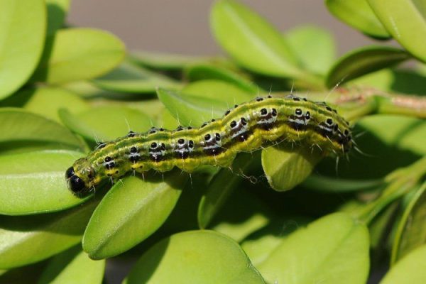 Afbeelding Buxusrups aanpakken met nematoden