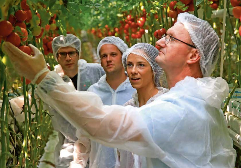 Afbeelding Samen naar een efficiënte tomatenteelt