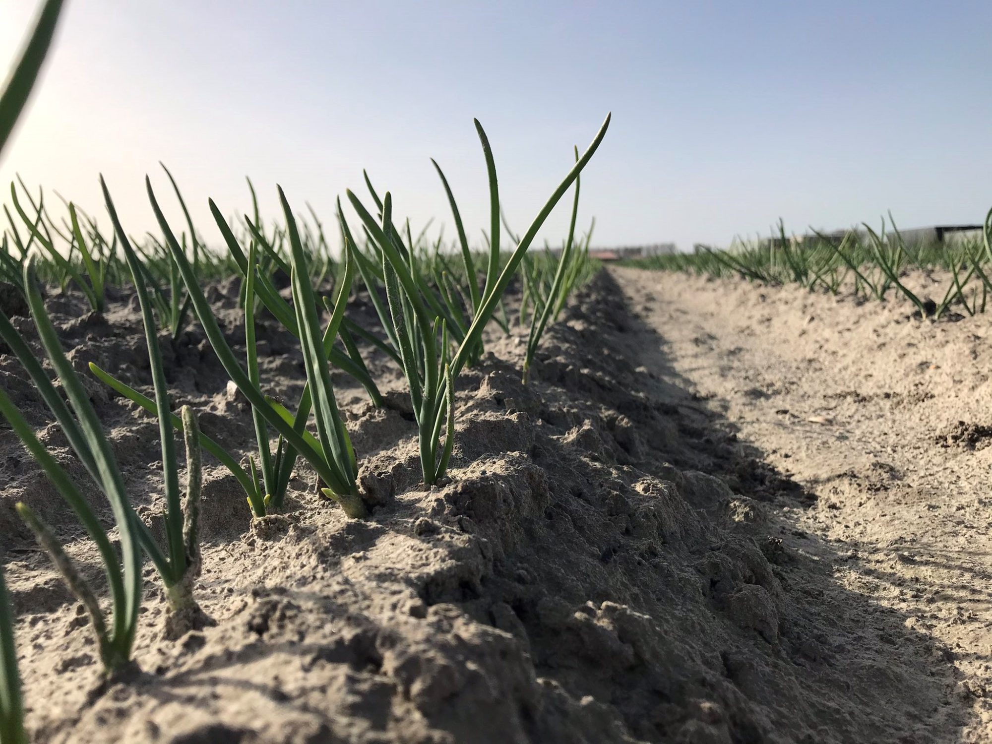 Afbeelding Een krachtig gewas – Biostimulanten helpen het gewas door stressperiodes heen