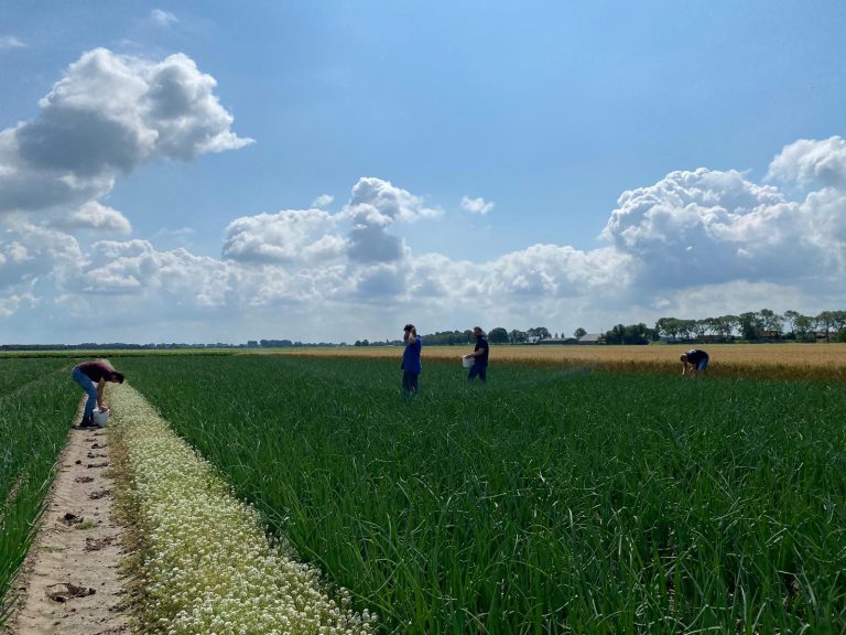 Afbeelding Onderzoek naar bankerplanten in biologische tripsbestrijding