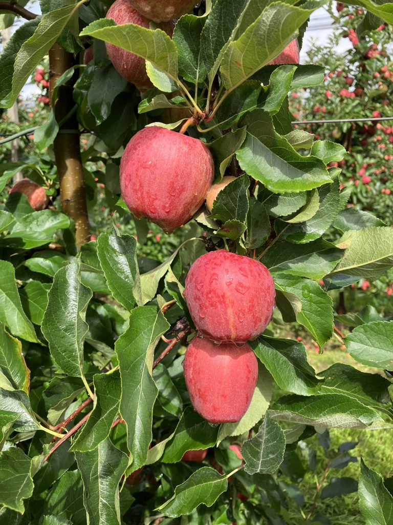 Afbeelding Prachtfruit