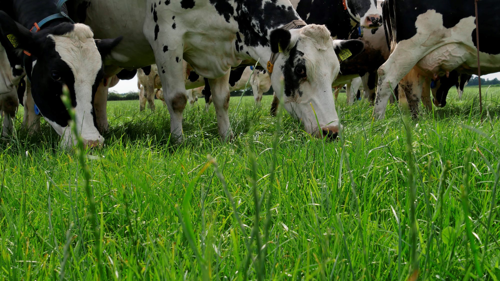 Afbeelding Eiwit van eigen grasland