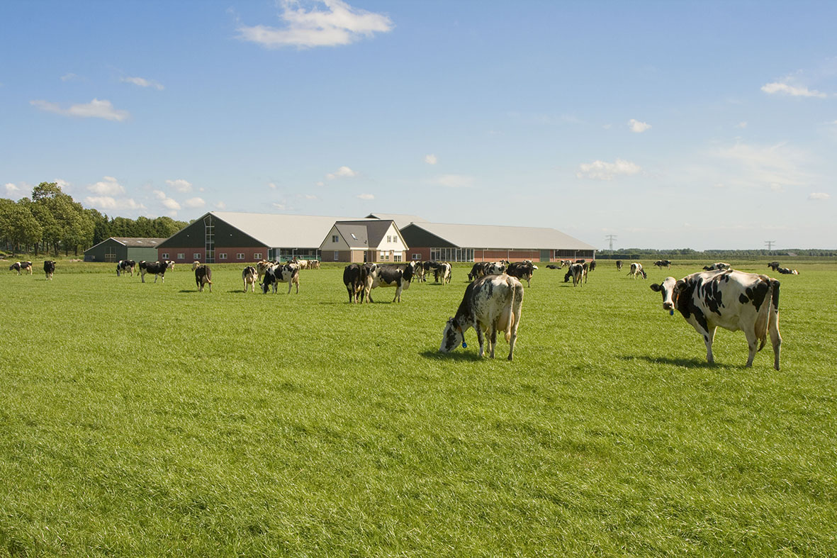 Afbeelding Eiwit van eigen grasland