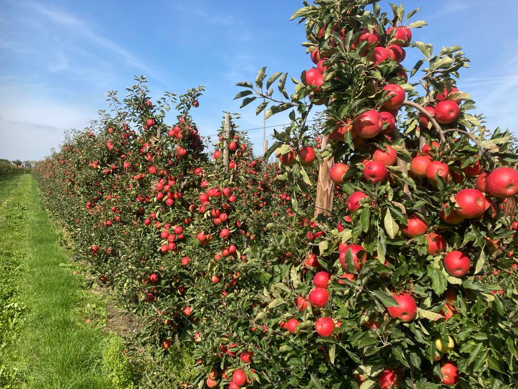 Afbeelding Terugblik op seizoen 2024 | fruit telen in de toekomst