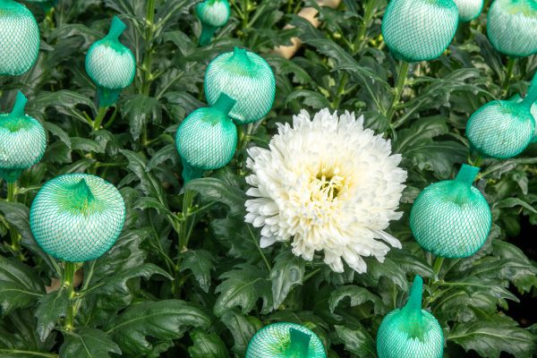 Afbeelding Op weg naar een groene chrysantenteelt