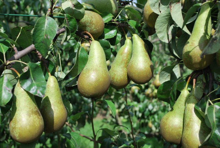 Afbeelding Fruitteelt winterlezing Kapelle