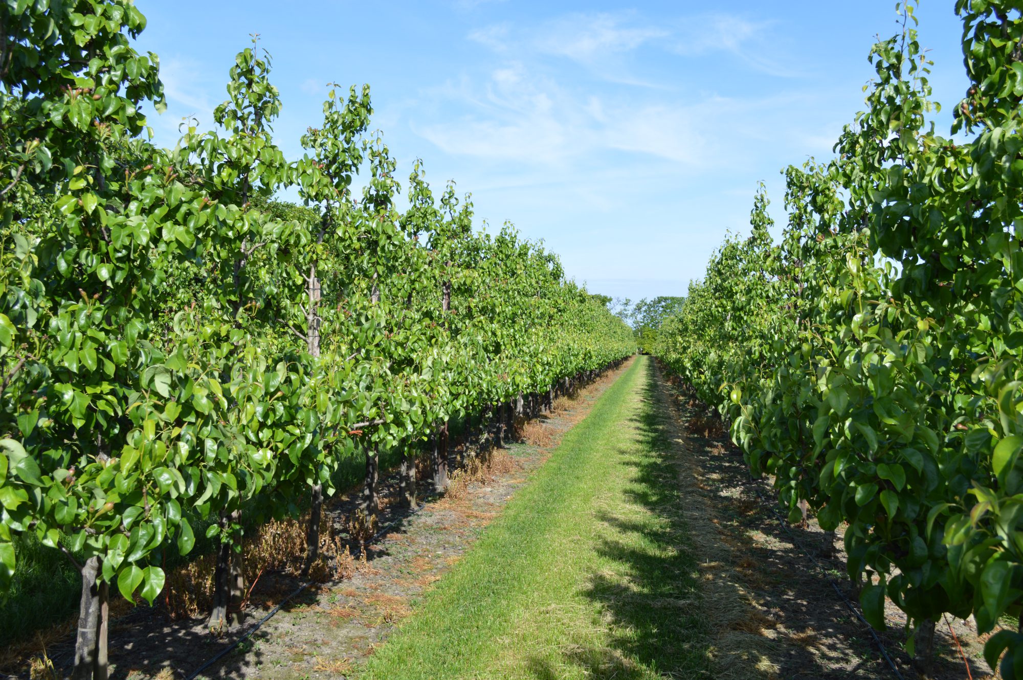 Afbeelding Biostimulanten