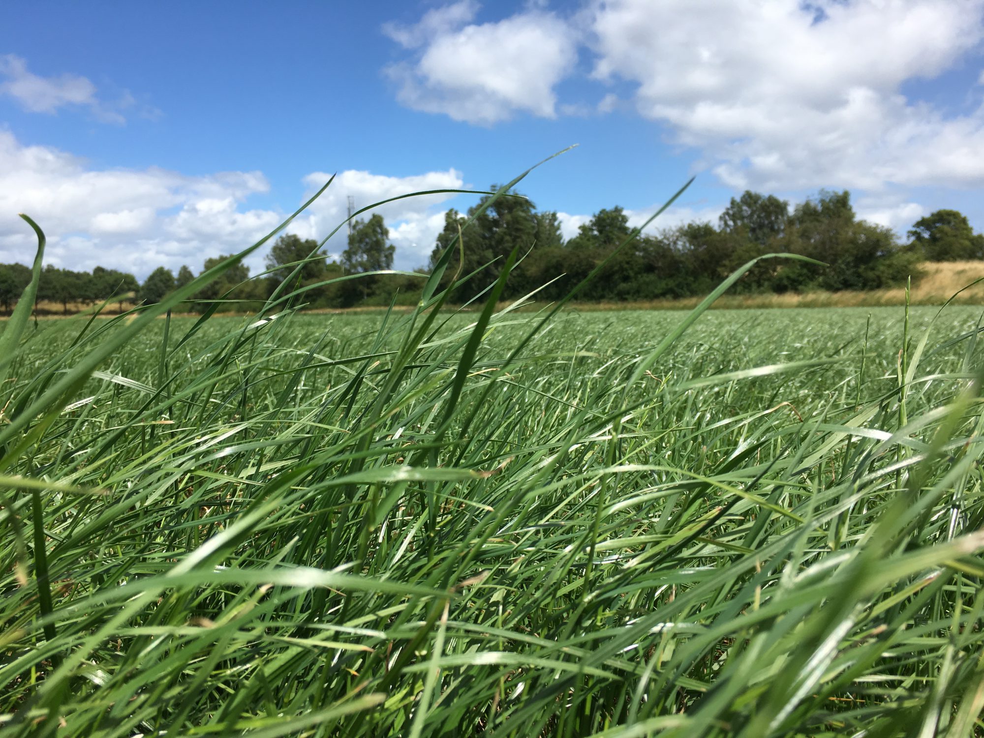 Afbeelding Eiwit van eigen grasland