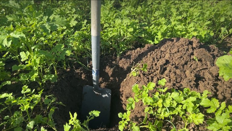 Afbeelding Bodemfysiologie | Steek zelf de schop eens in de grond