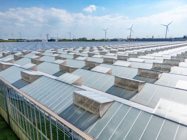 Afbeelding Op weg naar een groene chrysantenteelt