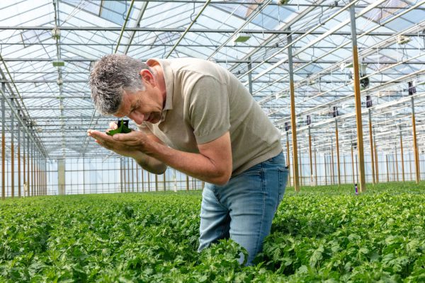 Afbeelding Op weg naar een groene chrysantenteelt