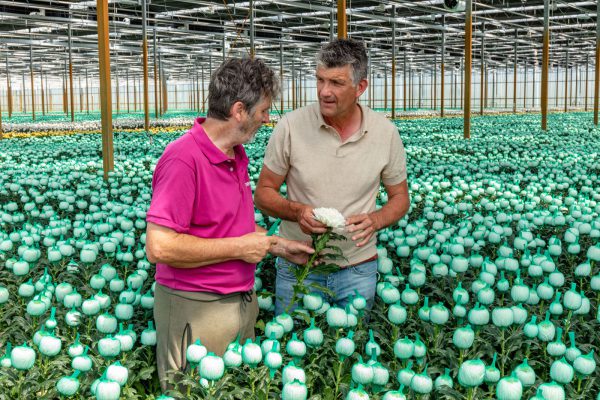 Afbeelding Op weg naar een groene chrysantenteelt