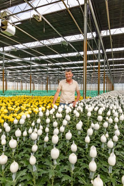 Afbeelding Op weg naar een groene chrysantenteelt