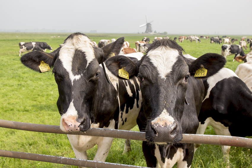 Afbeelding Eiwit van eigen grasland