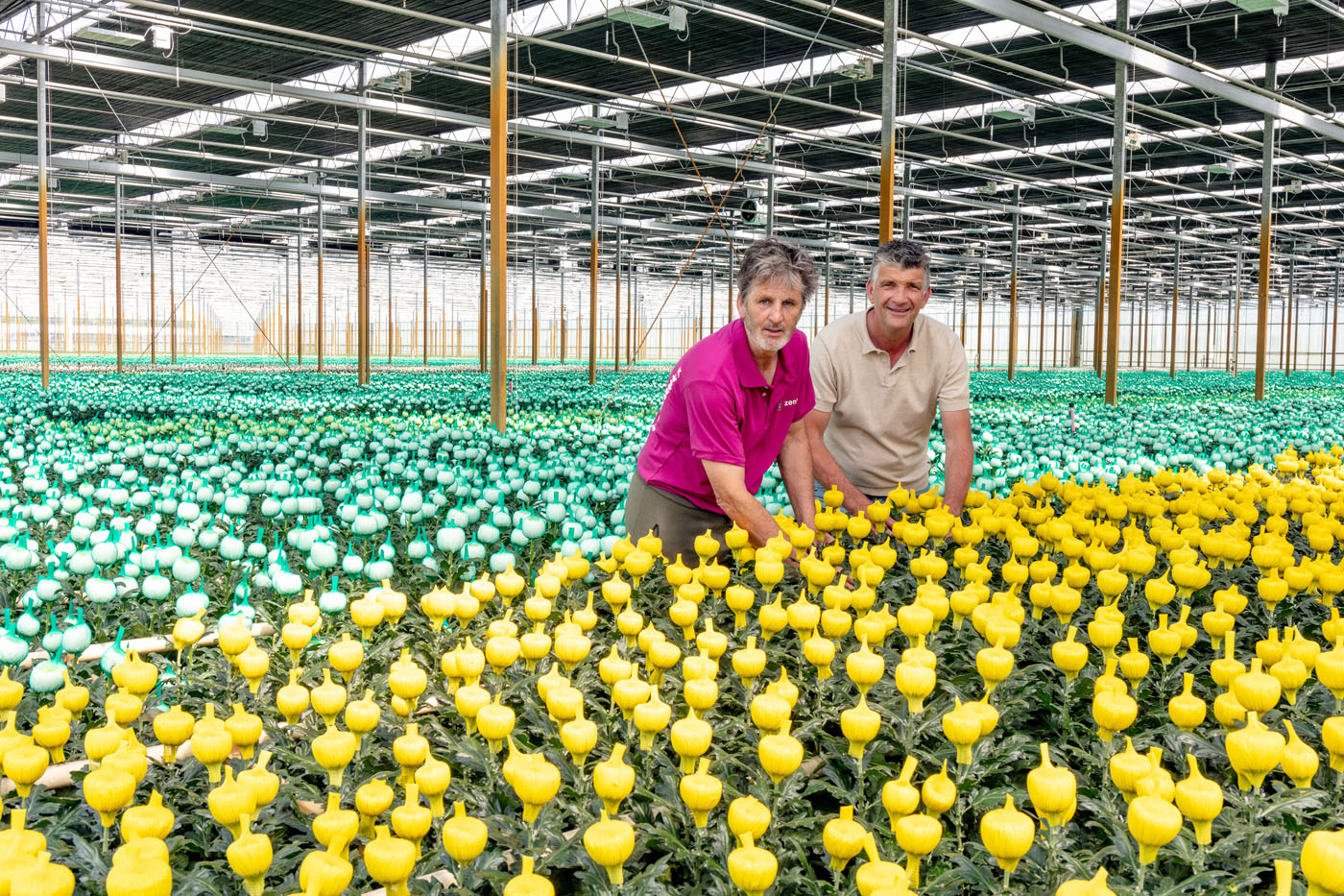 Afbeelding Op weg naar een groene chrysantenteelt