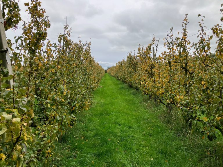 Afbeelding Fruitteelt winterlezingen 2025