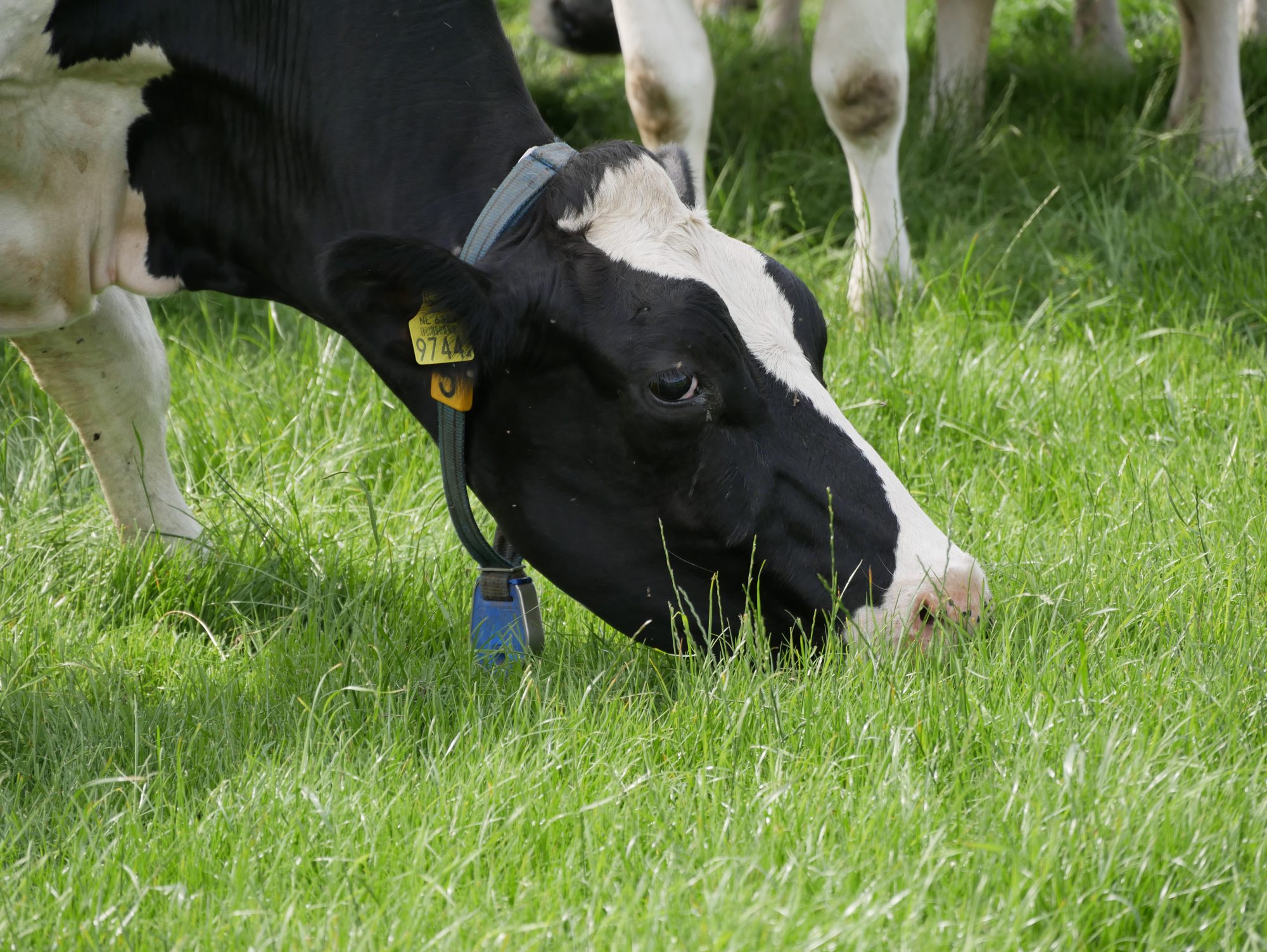 Afbeelding Smakelijk gras, betere opname