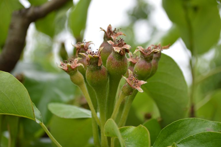 Afbeelding Fruitteelt winterlezing Willemstad