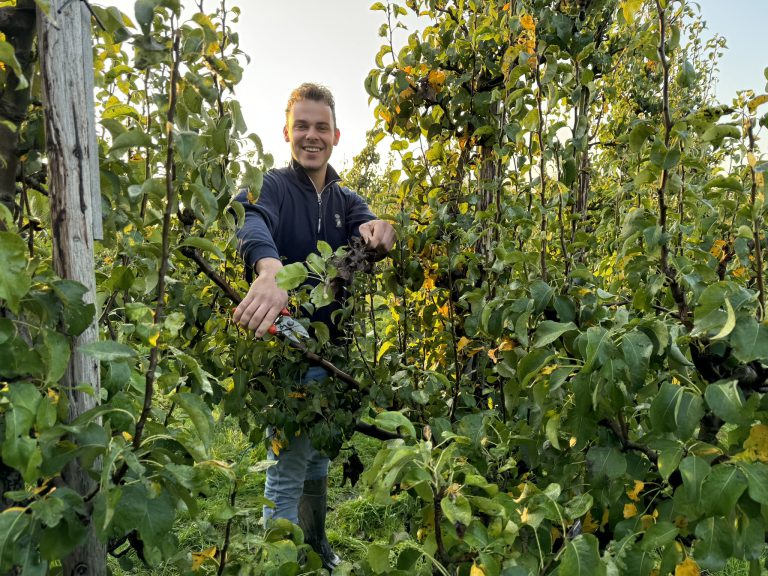 Afbeelding Stage in de peren