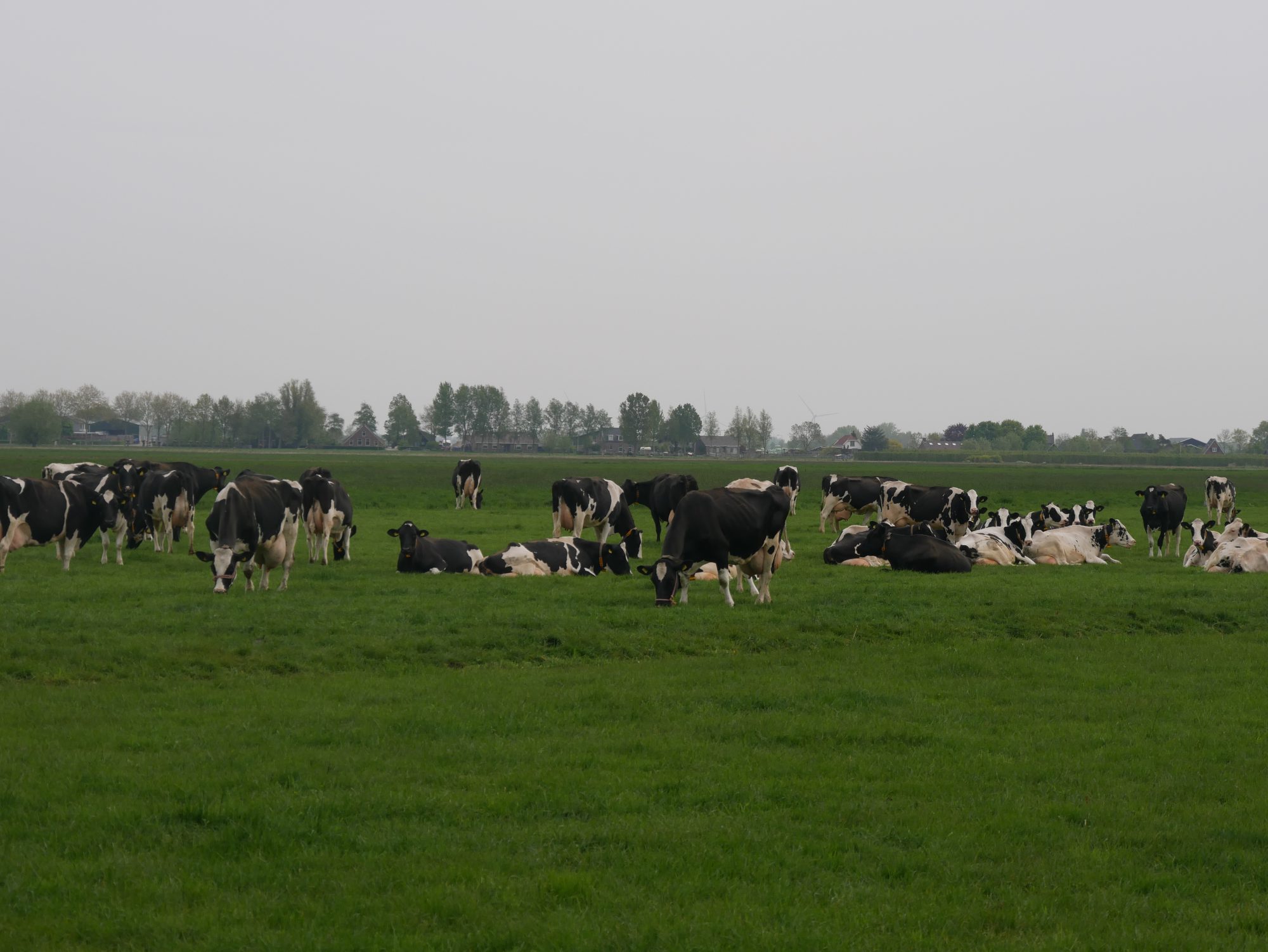 Afbeelding Smakelijk gras, betere opname