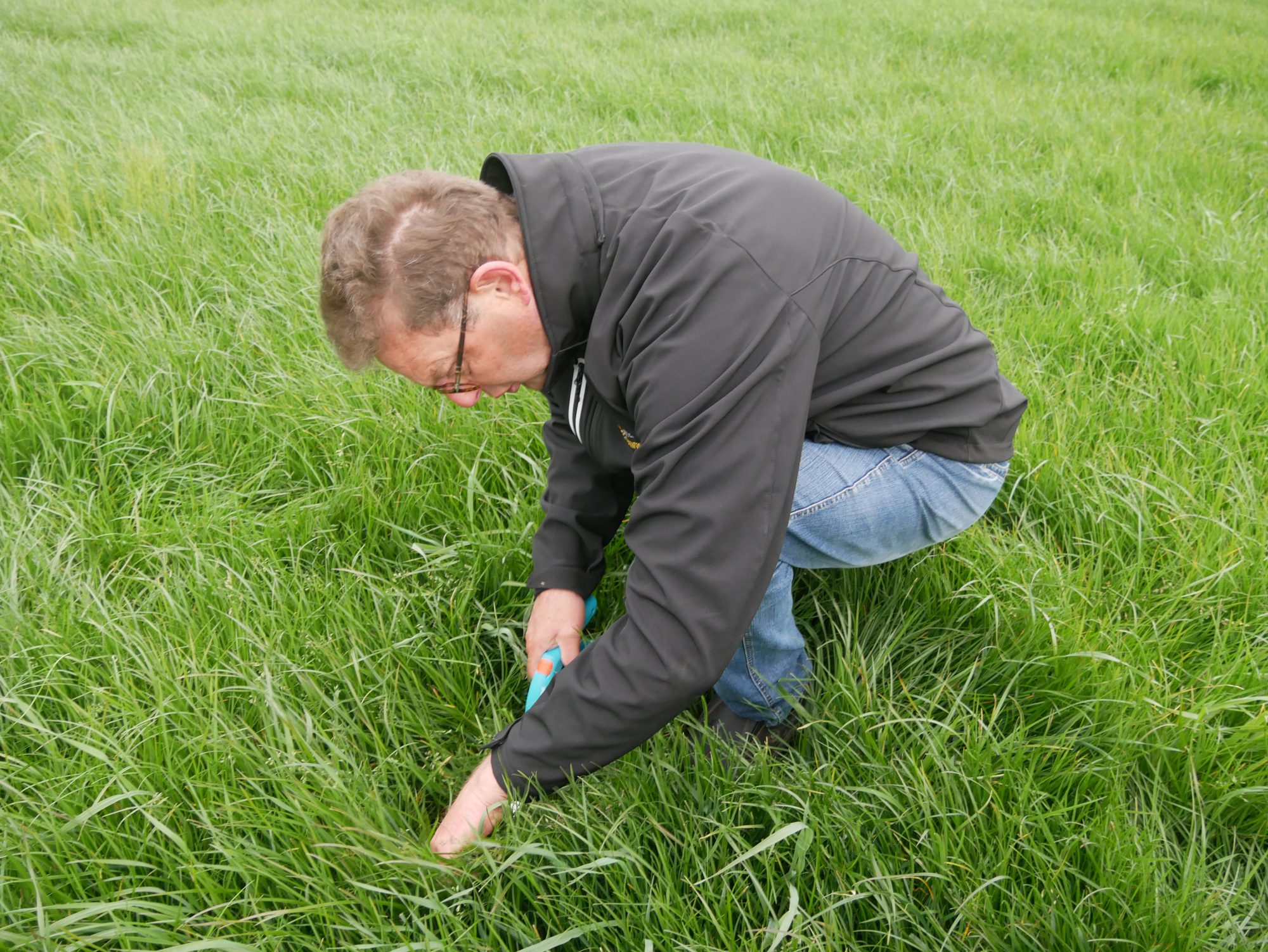 Afbeelding Smakelijk gras, betere opname