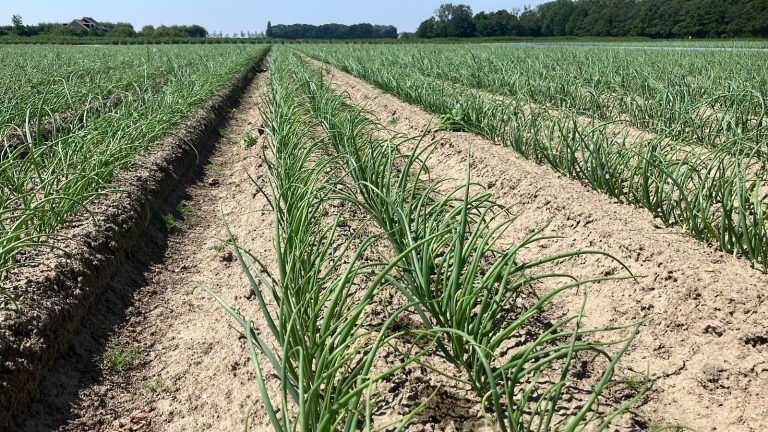 Afbeelding Vroegboekactie De Groene Vlieg