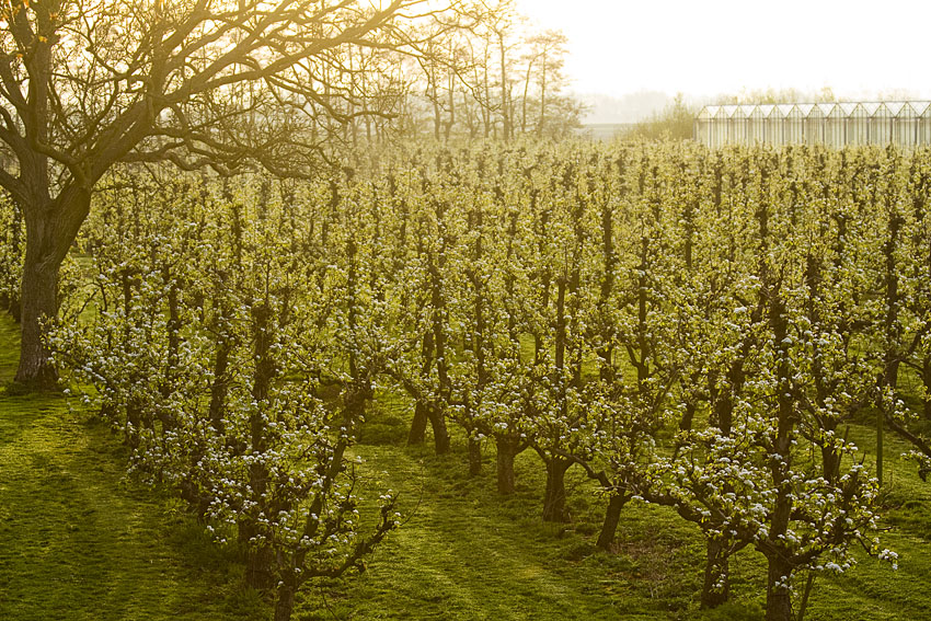 Afbeelding Fruitgids – Gebruiksnormen meststoffen