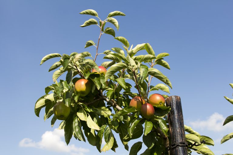 Afbeelding Digitale Fruitgids