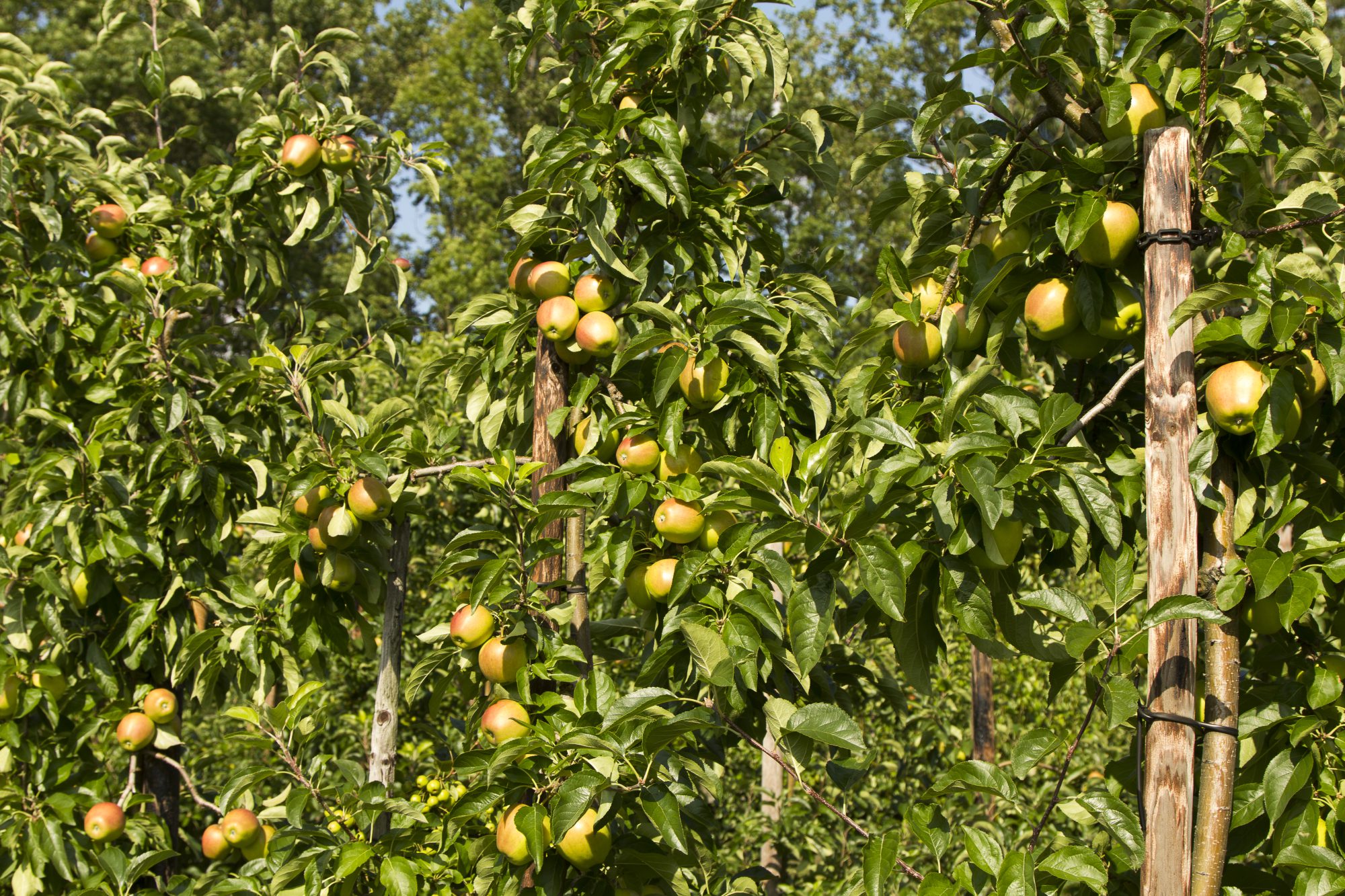 Afbeelding Fruitgids – Biologische fruitteelt