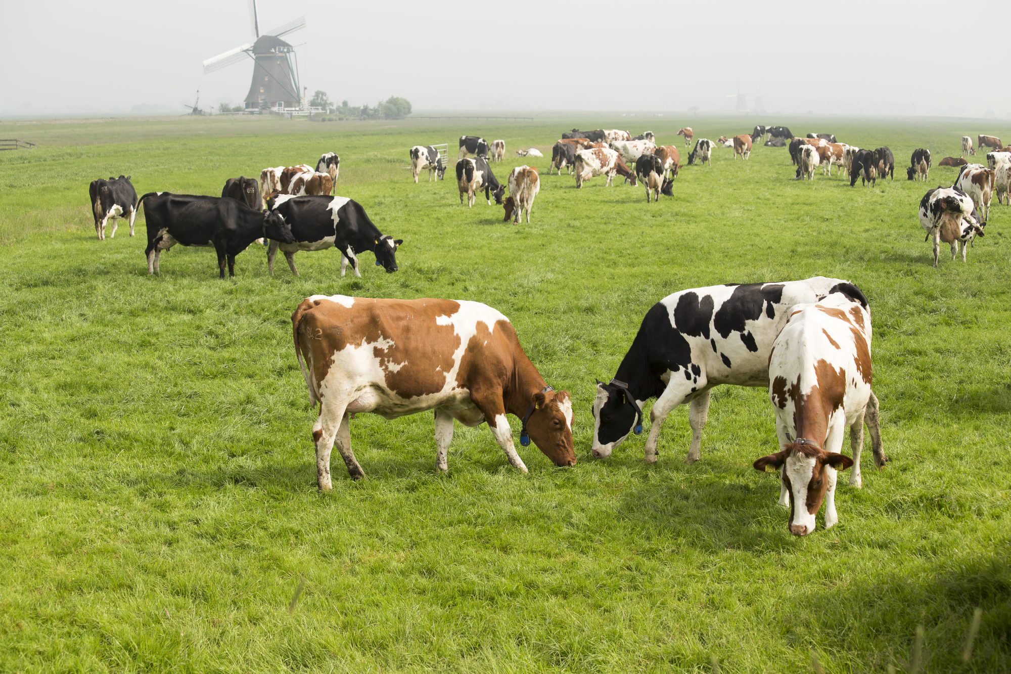 Afbeelding Smakelijk gras, betere opname