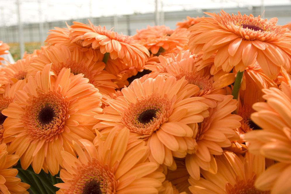 Afbeelding Advieslijst gewasbescherming gerbera