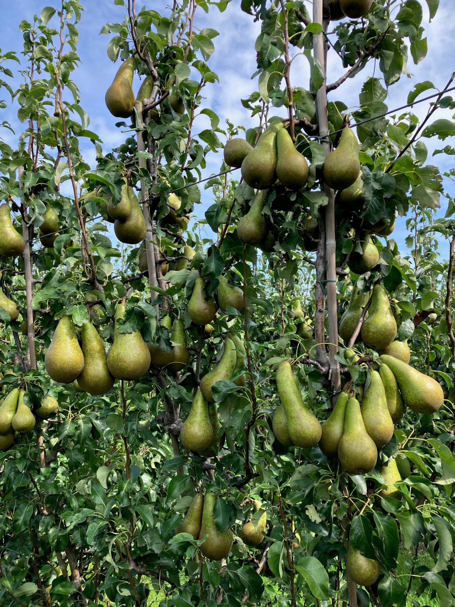 Afbeelding Fruit telen in de toekomst