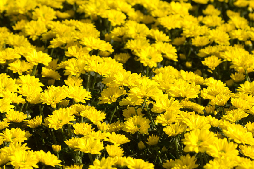 Afbeelding Advieslijst gewasbescherming chrysant