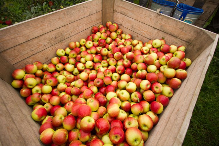 Afbeelding Fruitteelt winterlezing Heinkenszand