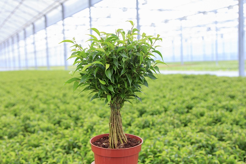 Afbeelding Advieslijst gewasbescherming potplanten