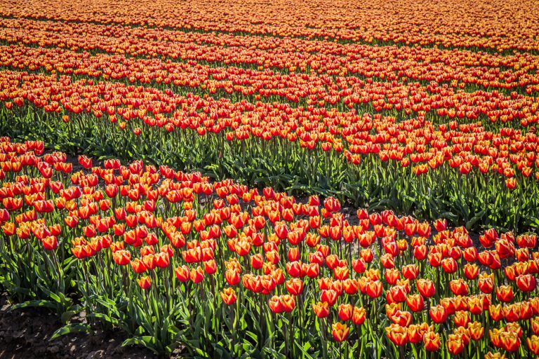 Afbeelding Kleine revolutie uit bloeiproef