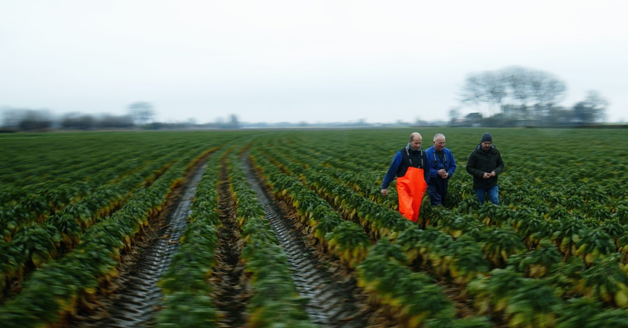 Afbeelding Akkerbouw