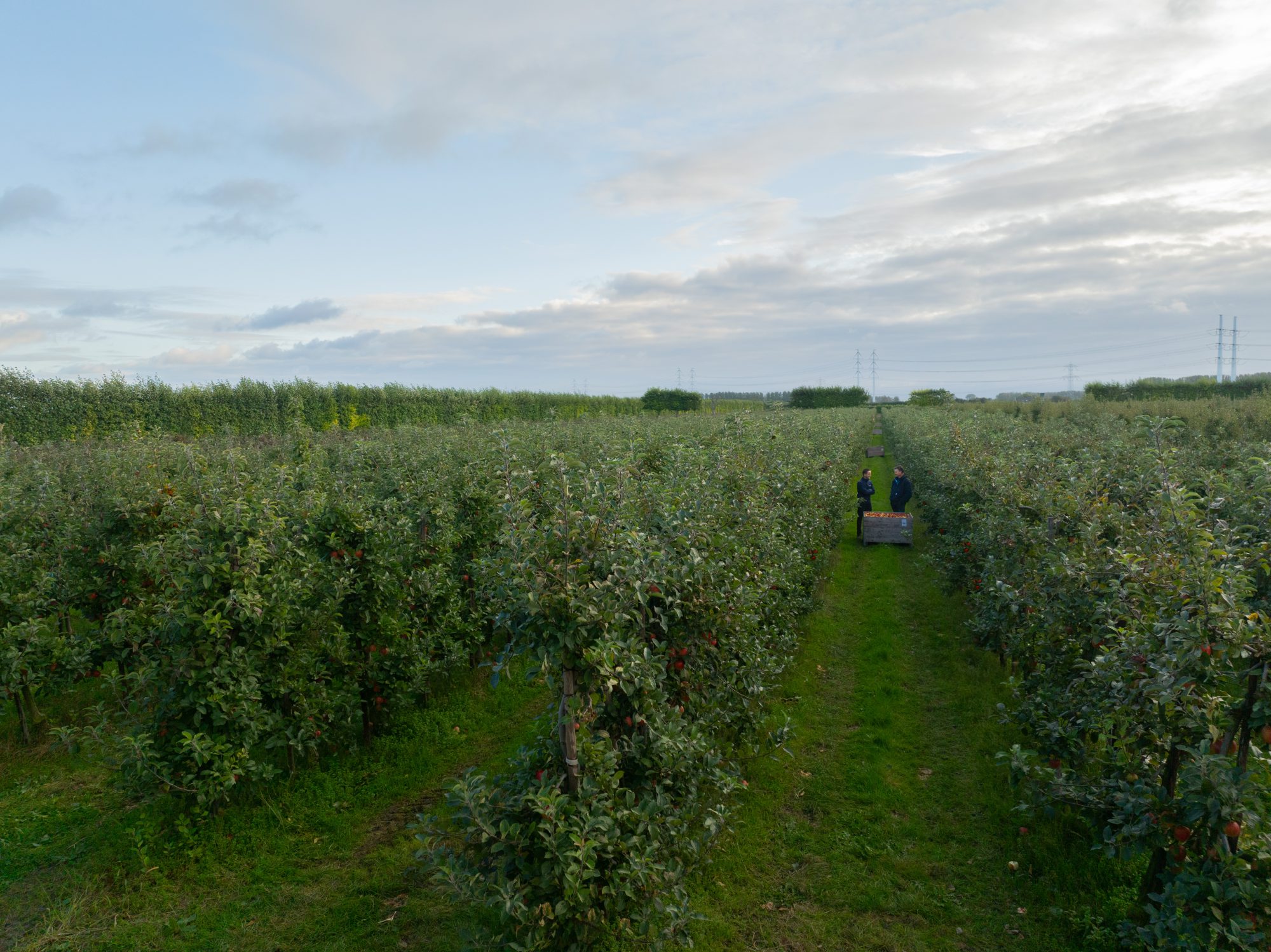 Afbeelding Fruitteelt