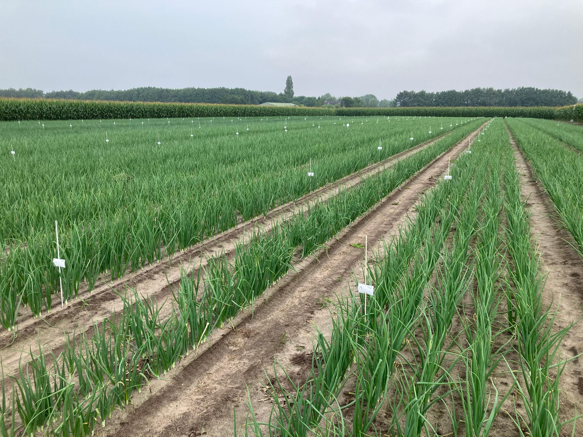 Afbeelding Op zoek naar oplossingen tegen valse meeldauw met praktijkonderzoek