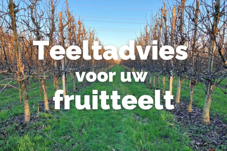 Afbeelding Teeltadvies 12 maart 2025